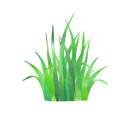 spring grass watercolor as design element. Hand painting grass isolated on white backgdound