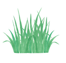 spring grass watercolor as design element. Hand painting grass isolated on white backgdound