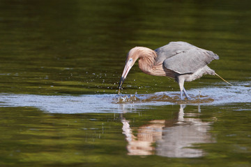 Reddish Egret (Egretta rufescens) with small fish in shallow water, Ding Darling NWR, Florida, USA