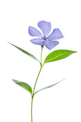 Beautiful blue flower periwinkle on white background