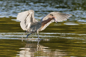 Reddish Egret (Egretta rufescens) with wings spread fishing in shallow water, Ding Darling NWR, Florida, USA