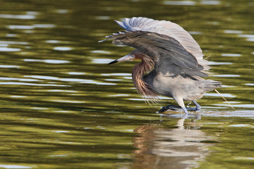 Reddish Egret (Egretta rufescens) with wings spread fishing in shallow water, Ding Darling NWR, Florida, USA