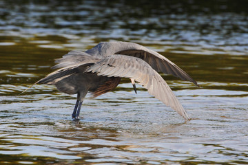 Reddish Egret (Egretta rufescens) with wings spread fishing in shallow water, Ding Darling NWR, Florida, USA