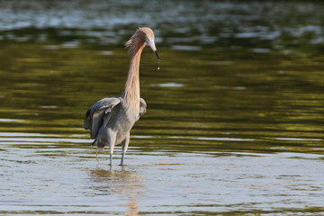 Reddish Egret (Egretta rufescens) standing in shallow water, Ding Darling NWR, Florida, USA