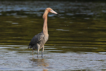 Reddish Egret (Egretta rufescens) standing in shallow water, Ding Darling NWR, Florida, USA