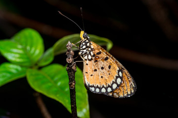 Tawny Coster butterfly (Arthropoda: Lepidoptera: Nymphalidae: Acraea violae) descend and roosting on a twig isolated with dark, green and soft background