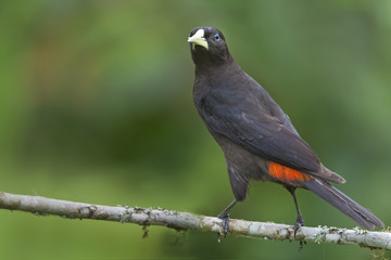 Red-rumped cacique (Cacicus haemorrhous) on branch, Itanhaem, Brazil