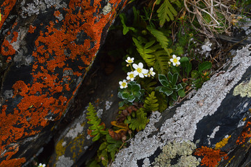 lichen proizrostaet in the mountainous regions of the Caucasus mountains