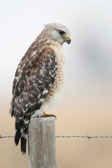 Red-shouldered Hawk (Buteo lineatus) standing on fence post, Florida, USA