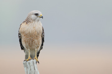 Red-shouldered Hawk (Buteo lineatus) standing on fence post, Florida, USA