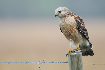 Red-shouldered Hawk (Buteo lineatus) standing on fence post, Florida, USA