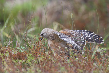 Red-shouldered Hawk (Buteo lineatus) sitting in field on the ground, Florida, USA
