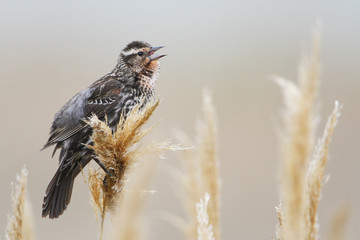Red-winged blackbird (Agelaius phoeniceus) singing, Bombay Hook NWR, Delaware, USA