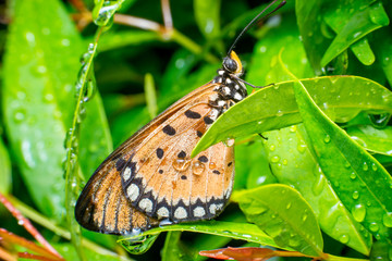 Fototapeta premium Tawny Coster butterfly (Arthropoda: Lepidoptera: Nymphalidae: Acraea violae) descend and roosting on a green leaf full with water droplet and night dews