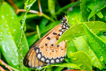 Tawny Coster butterfly (Arthropoda: Lepidoptera: Nymphalidae: Acraea violae) descend and roosting on a green leaf full with water droplet and night dews