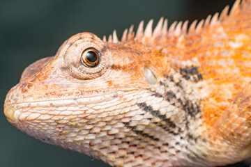 Close up of Female Oriental garden lizard (chordata: Sarcopterygii: reptilia: squamata: Agamidae: Calotes versicolor) crawling on a colourful fabric isolated with soft  background
