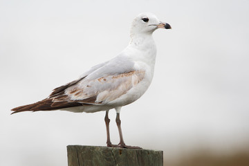 Ring-billed Gull (Larus delawarensis) standing on pole, Kissimmee, Florida, USA