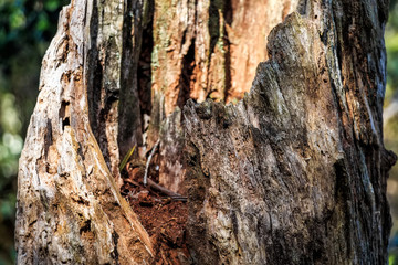 Wooden texture of old tree trunk