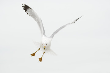 Ring-billed Gull (Larus delawarensis) flying in to feed, Fort De Soto, Florida, USA