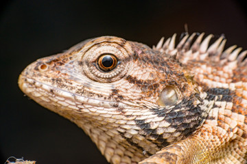 Close up of Female Oriental garden lizard (chordata: Sarcopterygii: reptilia: squamata: Agamidae: Calotes versicolor) rest on a wooden log isolated with black background