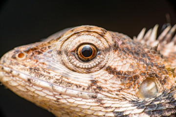 Close up of Female Oriental garden lizard (chordata: Sarcopterygii: reptilia: squamata: Agamidae:...