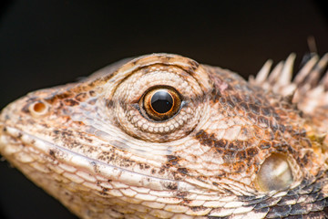Close up of Female Oriental garden lizard (chordata: Sarcopterygii: reptilia: squamata: Agamidae: Calotes versicolor) rest on a wooden log isolated with black background