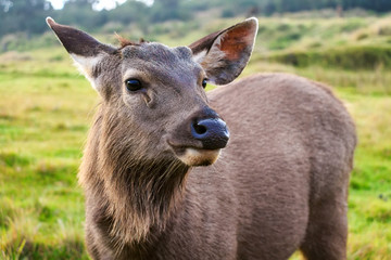 Sambar deer in wild
