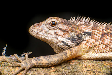 Close up of Female Oriental garden lizard (chordata: Sarcopterygii: reptilia: squamata: Agamidae: Calotes versicolor) rest on a wooden log isolated with black background