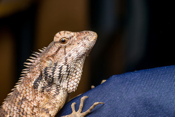 Close up of Female Oriental garden lizard (chordata: Sarcopterygii: reptilia: squamata: Agamidae: Calotes versicolor) rest on blue fabric isolated with black background