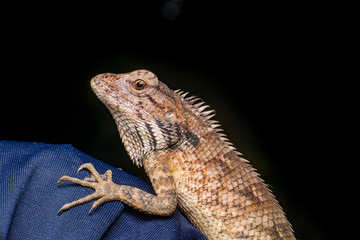 Close up of Female Oriental garden lizard (chordata: Sarcopterygii: reptilia: squamata: Agamidae: Calotes versicolor) rest on blue fabric isolated with black background
