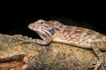 Close up of Female Oriental garden lizard (chordata: Sarcopterygii: reptilia: squamata: Agamidae: Calotes versicolor) rest on a wooden log isolated with black background