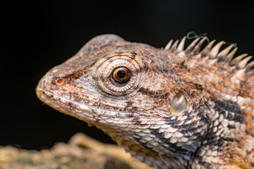 Close up of Female Oriental garden lizard (chordata: Sarcopterygii: reptilia: squamata: Agamidae: Calotes versicolor) rest on a wooden log isolated with black background