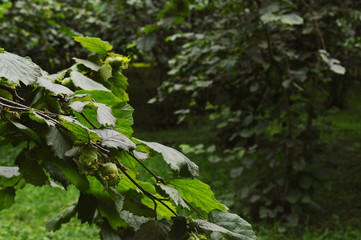 grove of hazelnuts in a Georgian village