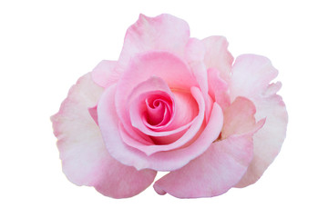 pink rose isolated on white background