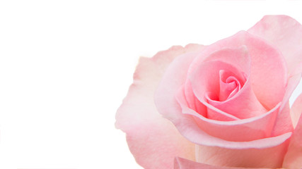 Fototapeta premium pink rose isolated on white background