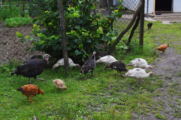 the farm of the Georgian family