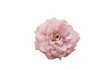 Naklejka premium purple rose isolated on white background