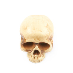 Human skull resin replica isolated