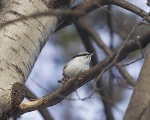 Eurasian or wood nuthatch, Sitta europaea, close-up portrait on tree, selective focus, shallow DOF