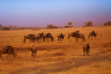 Fototapeta na wymiar Herd of blue wildebeests during Great Migration