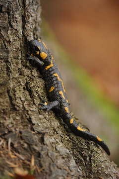 European / Fire salamander (Salamandra salamandra) on tree, Piatra Craiului National Park, Transylvania, Southern Carpathian Mountains, Romania, October 2008