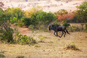 Naklejka na ściany i meble Blue wildebeest running alone at Kenyan savannah