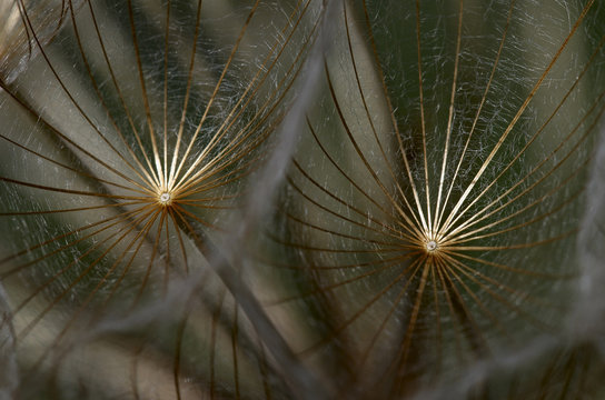 Close-up of Goatsbeard / Salsify (Tragopogon sinuatus) seeds, Prina, Crete, Greece, April 2009