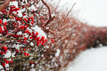 A rose bush in the winter, covered with frost.