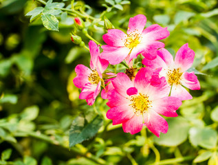 rose flower in garden
