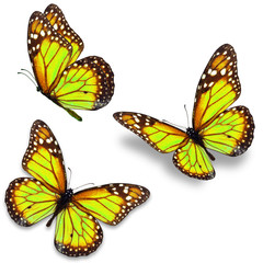 Obraz na płótnie Canvas monarch butterfly