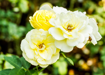 rose flower in garden