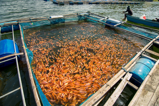 Fish Farm in Thailand 