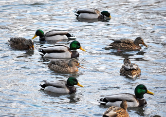 A large flock of wild ducks floating on the river winter