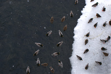 Ducks on the river, in winter.